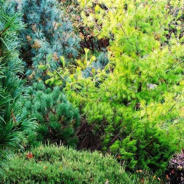 Autumnal UK evergreen garden border with Pinus Strobus "Louie"