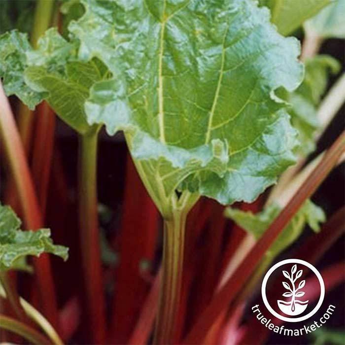Rhubarb Seeds - Victoria