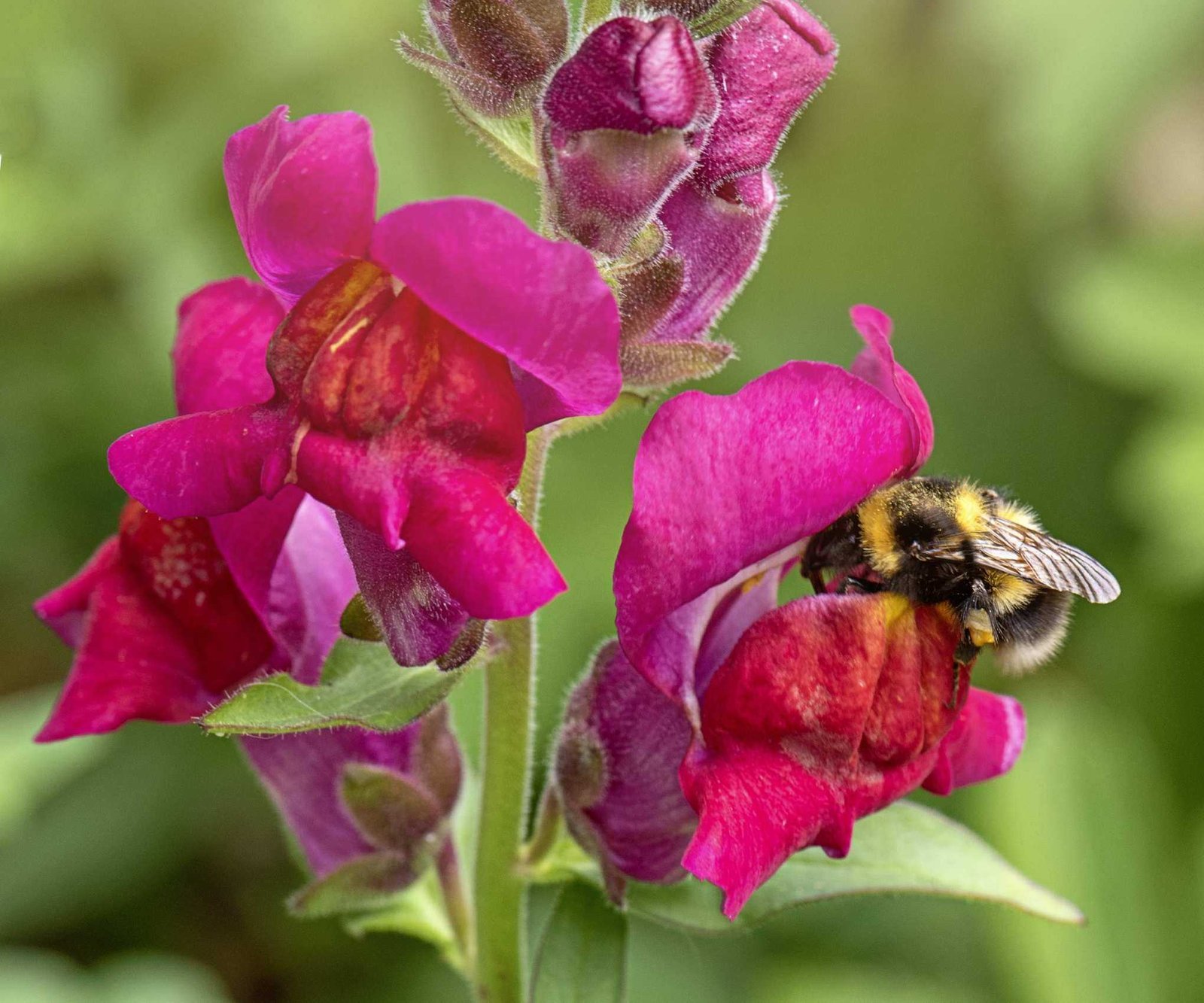 Snapdragon in bloom with a bee