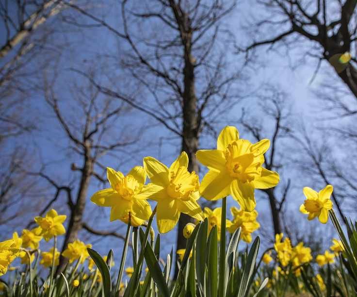 Narcissi king alfred