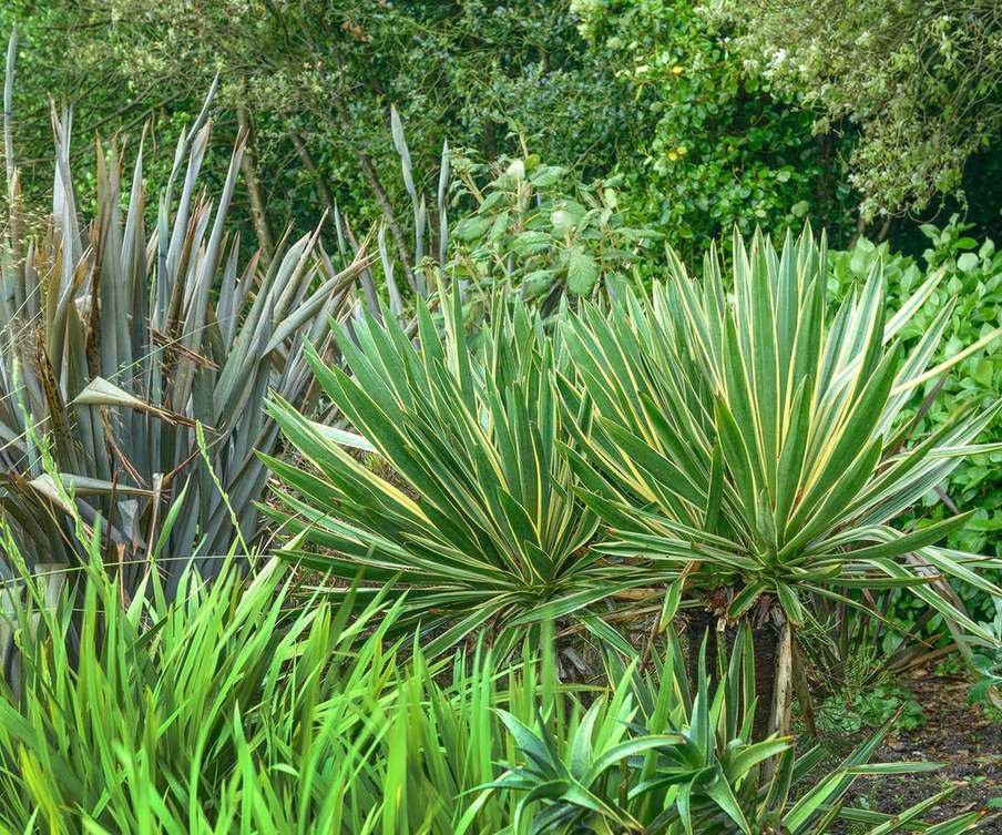 Yucca gloriosa
