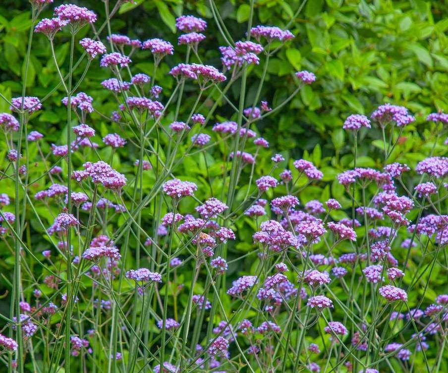 Verbena blooms in flower