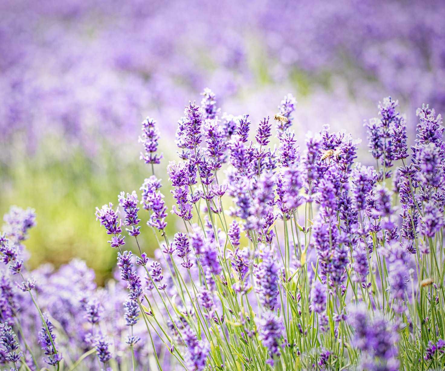 Lavender