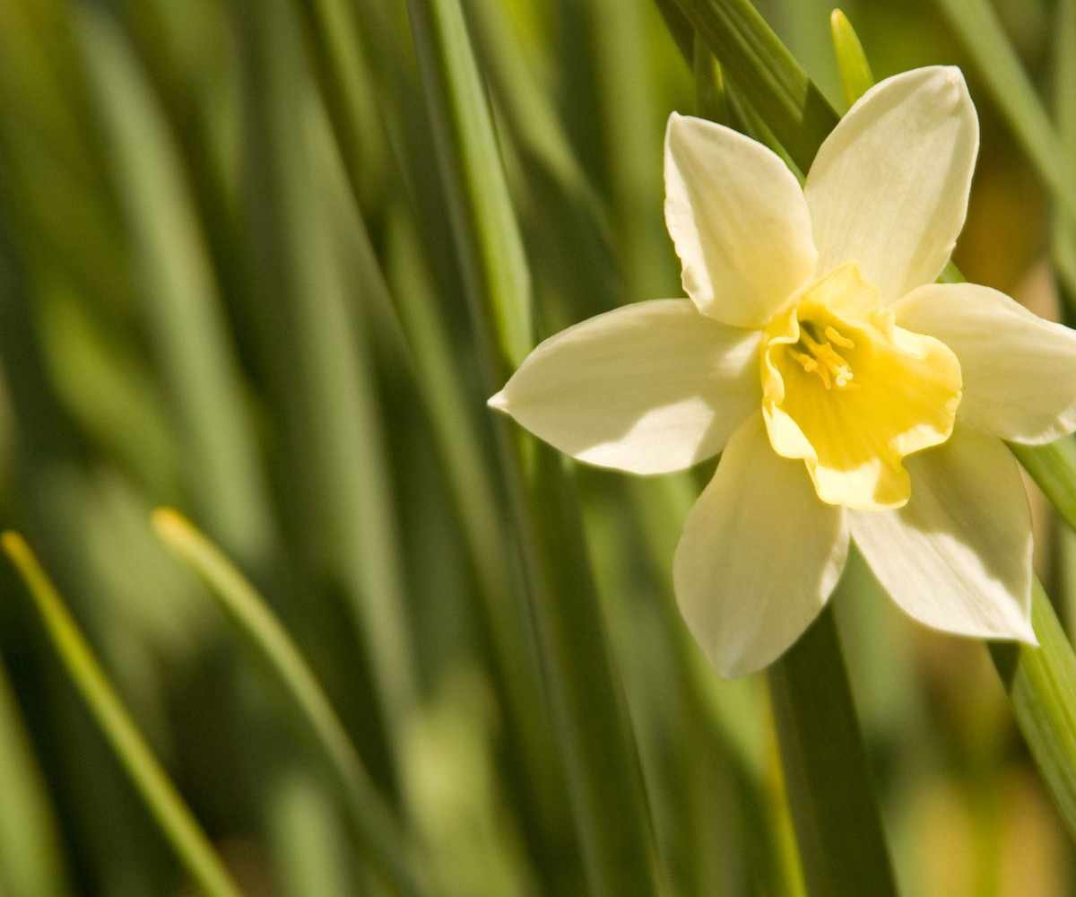 Narcissi Inca